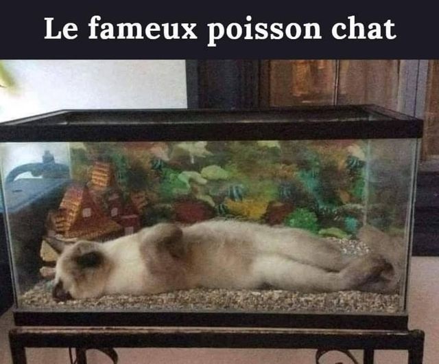 poisson chat