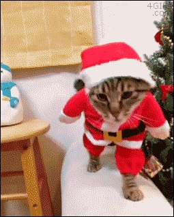 Chat Pere Noel