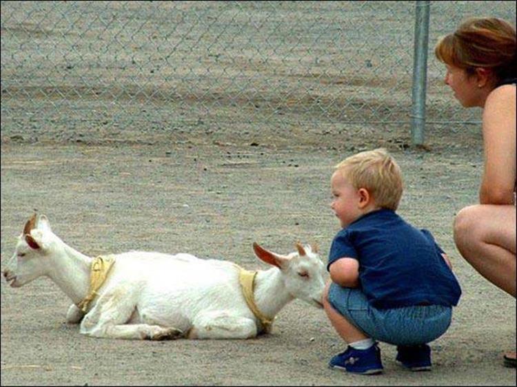 chevre insolite