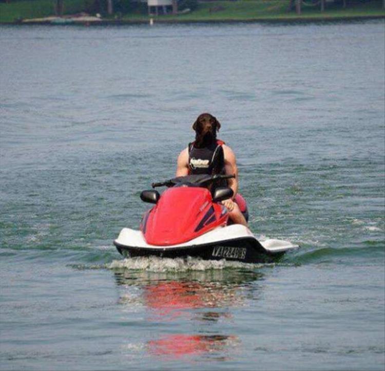 chien scooter des mers insolite