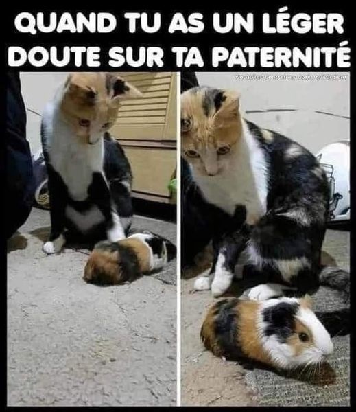 image drole paternite