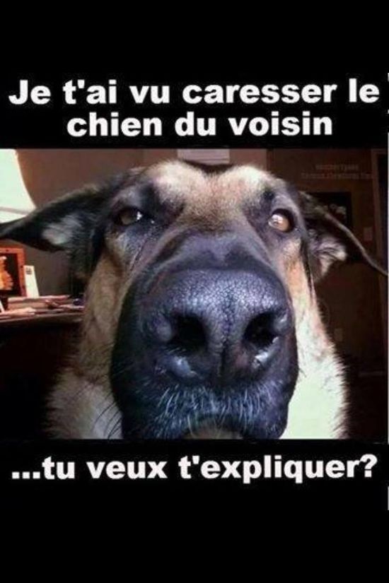 Blague Chien