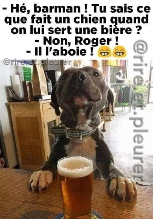image drole chien et biere