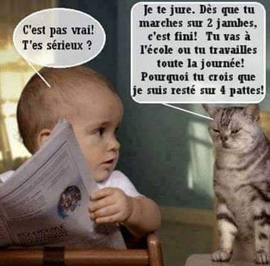 image drole bebe et chat