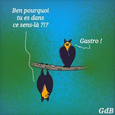 image drole Chauve Souris