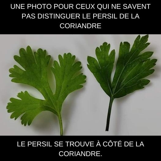 Differencier le persil et la coriandre