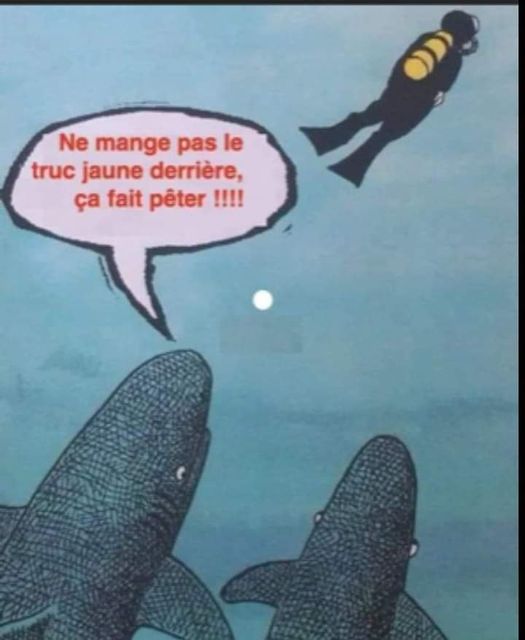 humour requin