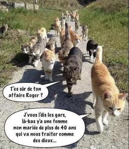 image drole chats