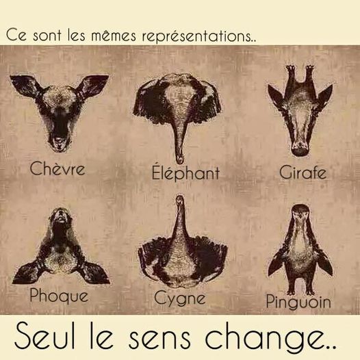 image drole animaux